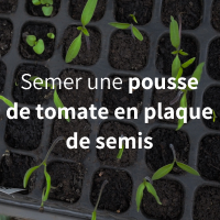 Semer des tomates dans une plaque de semis